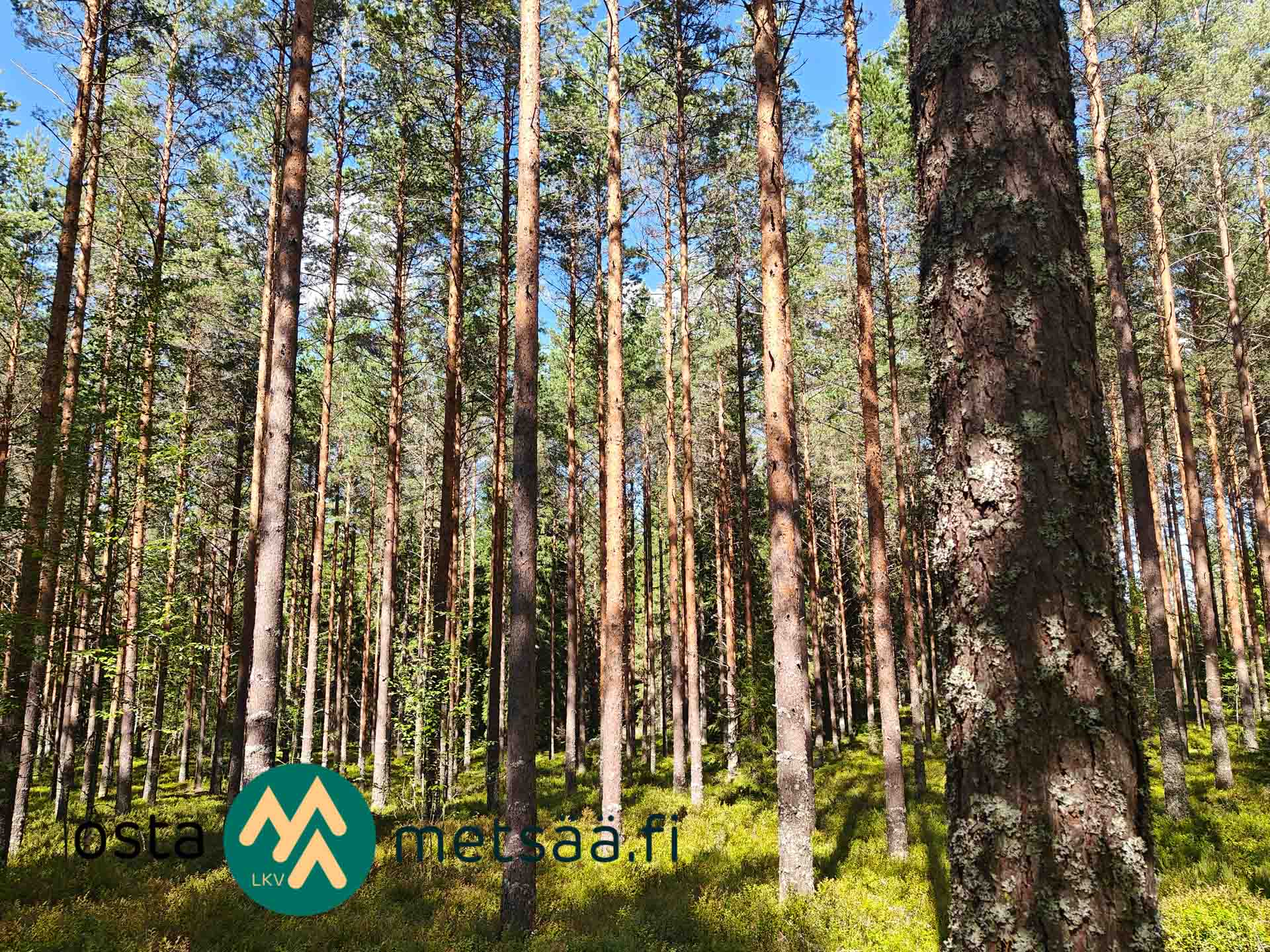 Kuva kohteesta Myydään metsää Pirkanmaa Ikaalinen Saarilahti 10,30 ha