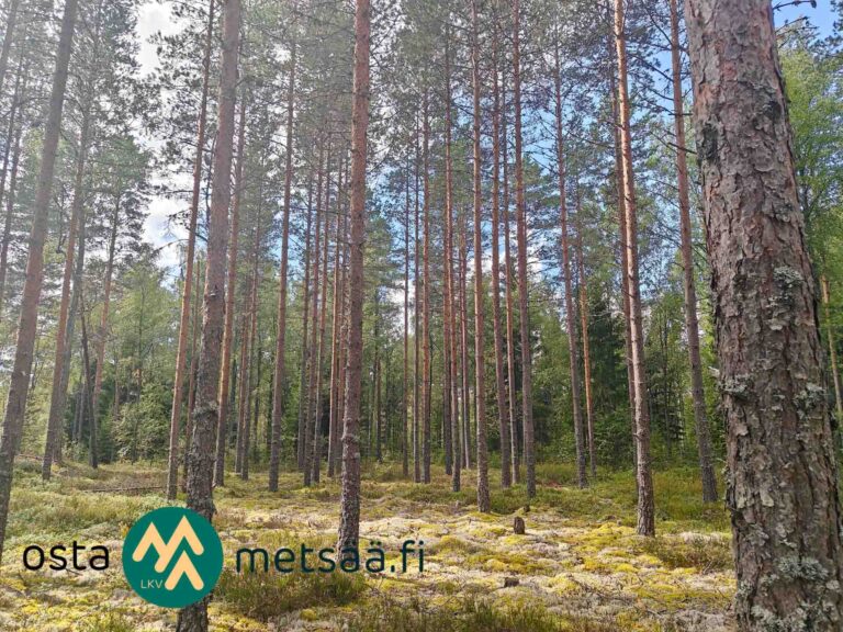Kuva kohteesta Myydään metsätila Pirkanmaa Ikaalinen Korsumäki 4,3 ha – Heti hakattavaa puustoa 210 m³