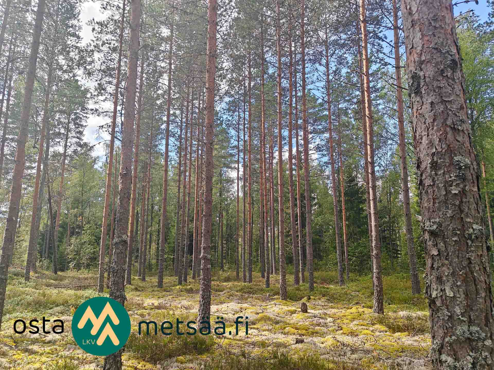 Kuva kohteesta Myydään metsätila Pirkanmaa Ikaalinen Korsumäki 4,3 ha – Heti hakattavaa puustoa 210 m³