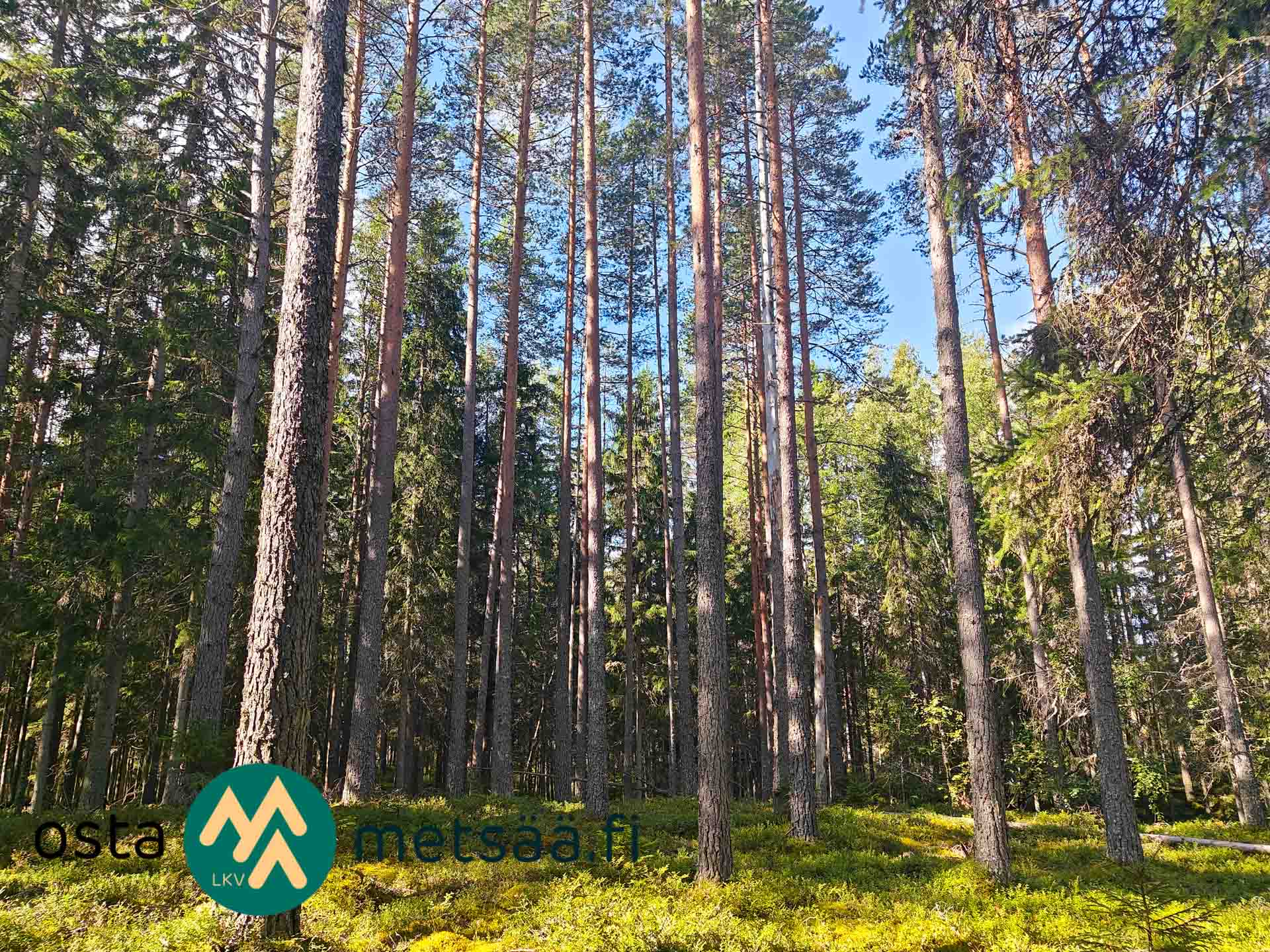 Kuva kohteesta Myydään metsätila Pirkanmaa Ikaalinen Ukkosmetsä 29 ha – Puustoa 3 370 m³
