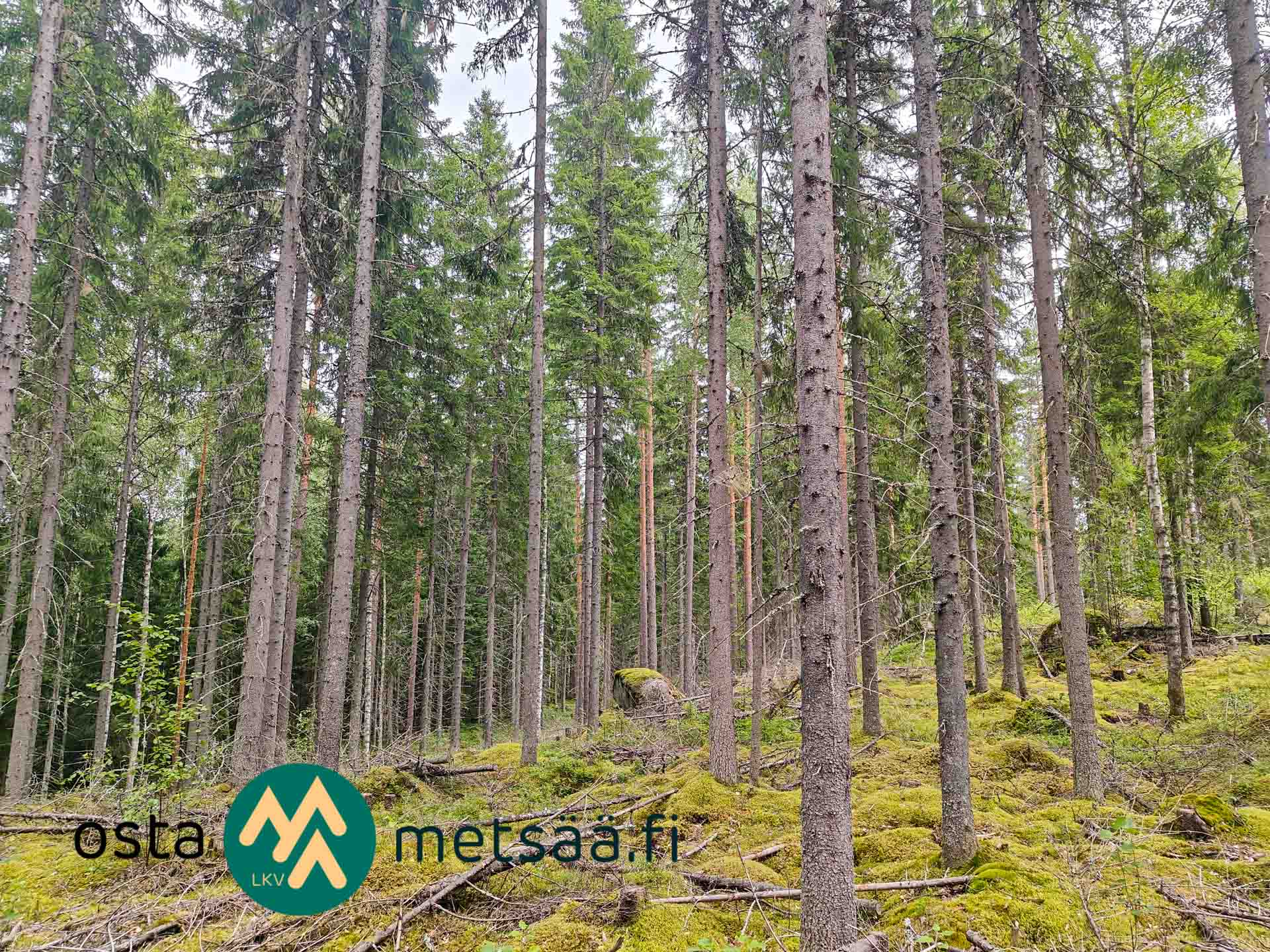 Kuva kohteesta Myydään metsätila Tampere Sorila Alyssa-Hilja | 4,45 ha